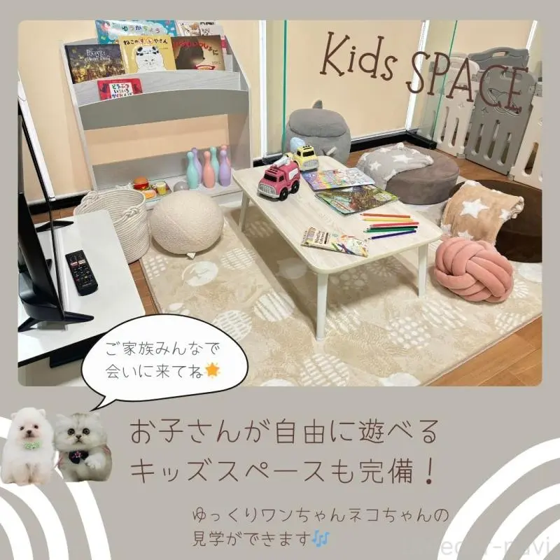 販売中の神奈川県のタイニープードル-406359の3枚目