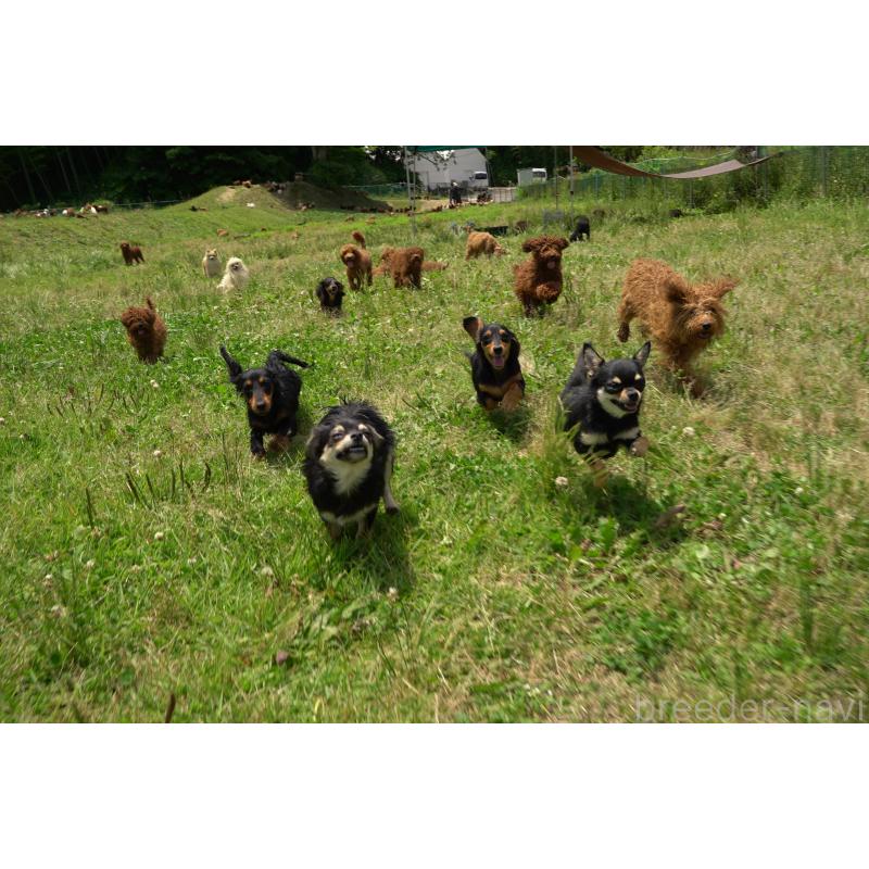 商談中の千葉県のミックス犬-388331の2枚目