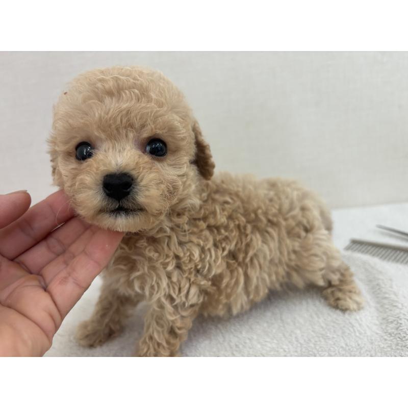 販売中の熊本県のビションプー:ビションフリーゼ×トイプードル-406378の2枚目