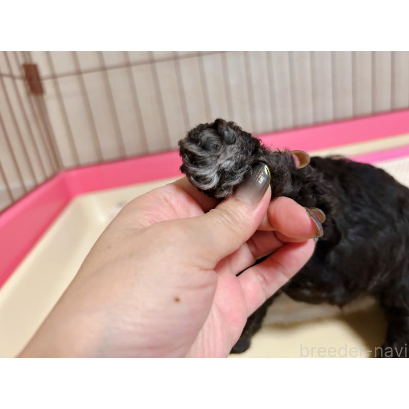 販売中の広島県のトイプードル-406404の2枚目