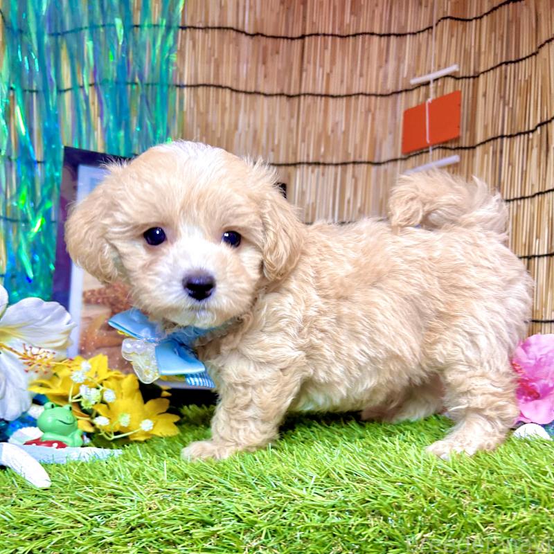 成約済の愛知県のマルプー:マルチーズ×トイプードル-405613の7枚目