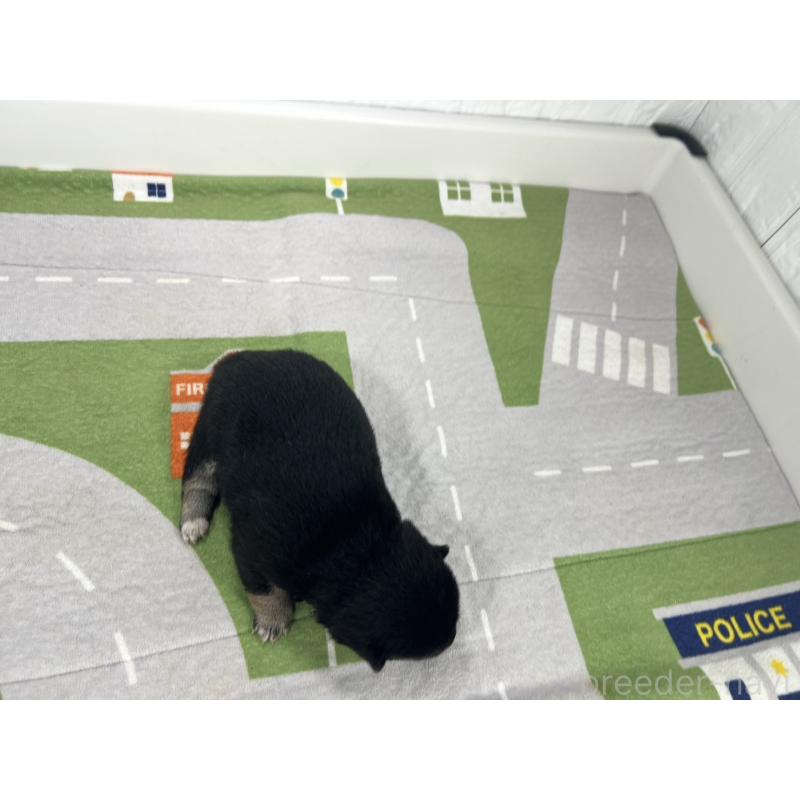 販売中の愛知県の豆柴-406436の5枚目