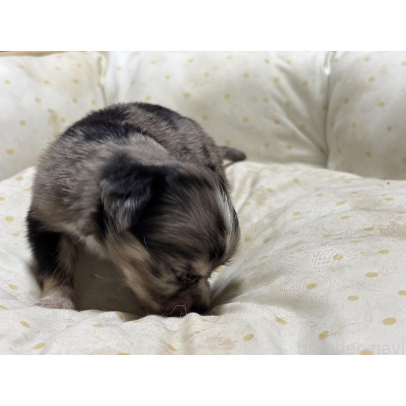 成約済の千葉県のチワワ(ロングコート)-404776の3枚目