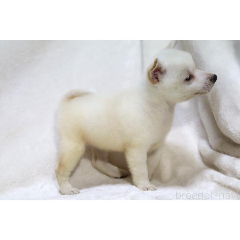 販売中の滋賀県の柴犬-406442の15枚目