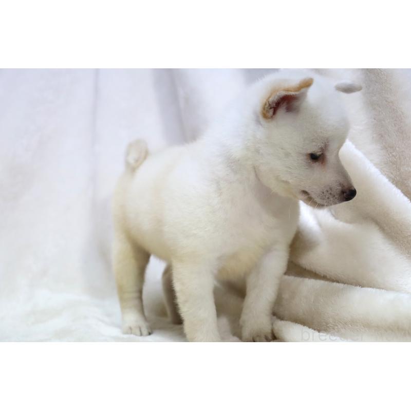 販売中の滋賀県の柴犬-406442の14枚目