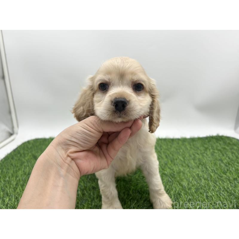 成約済の愛知県のアメリカンコッカースパニエル-405738の4枚目