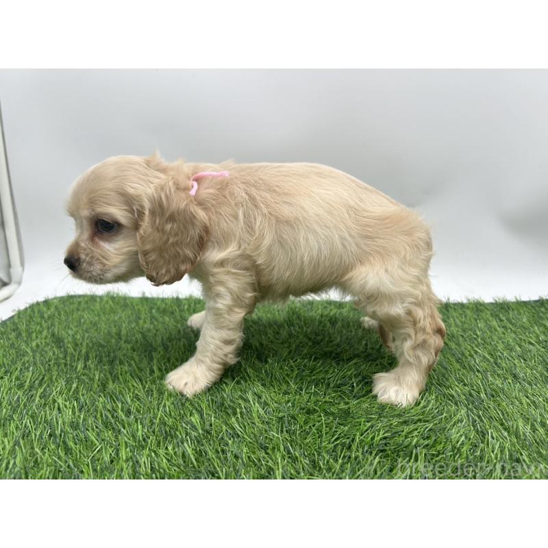 成約済の愛知県のアメリカンコッカースパニエル-405738の3枚目