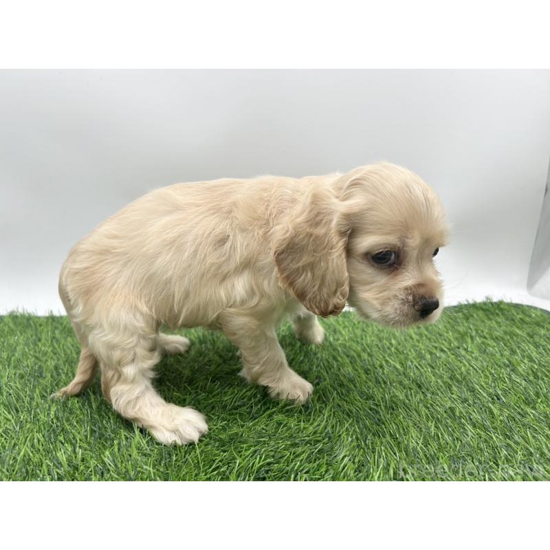 成約済の愛知県のアメリカンコッカースパニエル-405738の2枚目