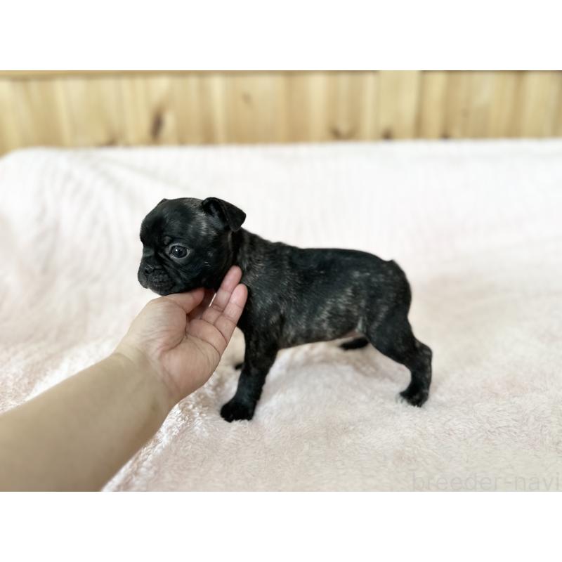 販売中の京都府のフレンチブルドッグ-406453の2枚目
