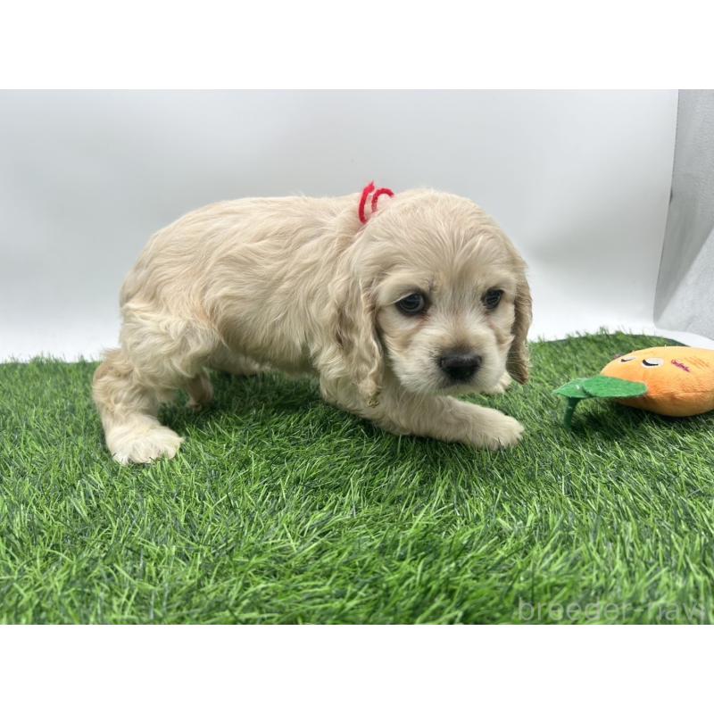 成約済の愛知県のアメリカンコッカースパニエル-405736の9枚目