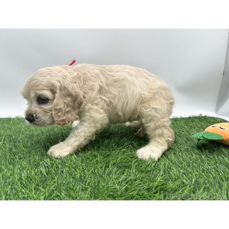 成約済の愛知県のアメリカンコッカースパニエル-405736の8枚目