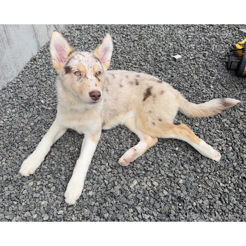 販売中の山梨県のオゥスキー:オーストラリアンシェパード×ハスキー-381503の10枚目