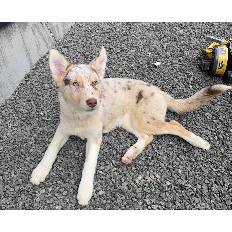 販売中の山梨県のオゥスキー:オーストラリアンシェパード×ハスキー-381503の9枚目