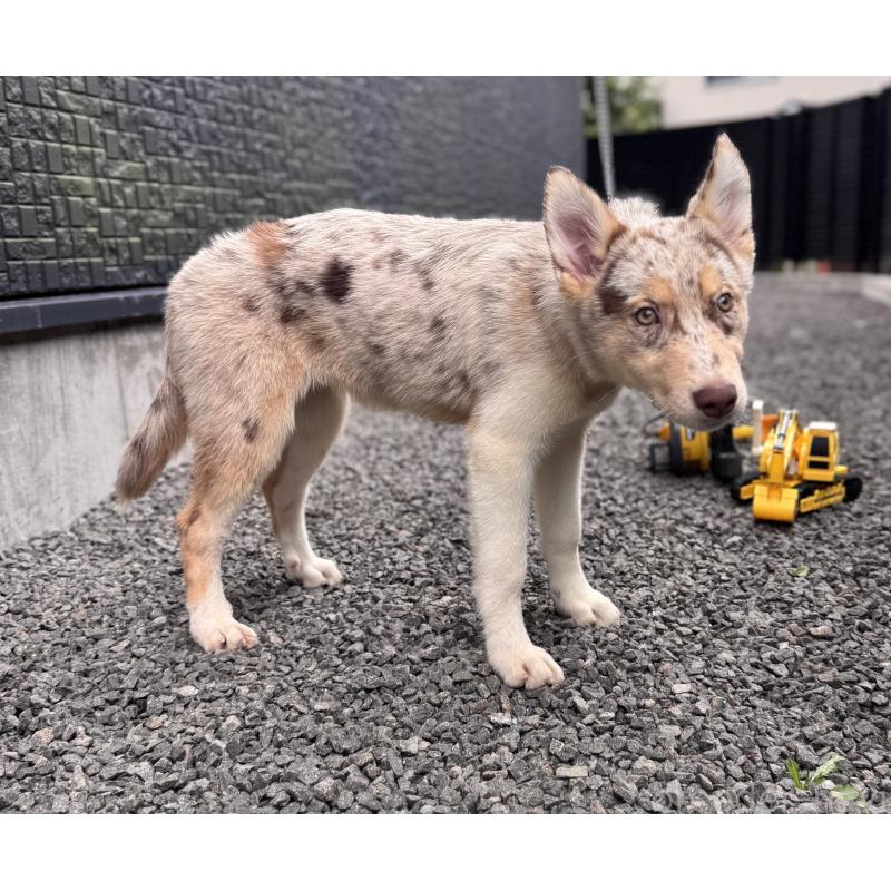 販売中の山梨県のオゥスキー:オーストラリアンシェパード×ハスキー-381503の4枚目