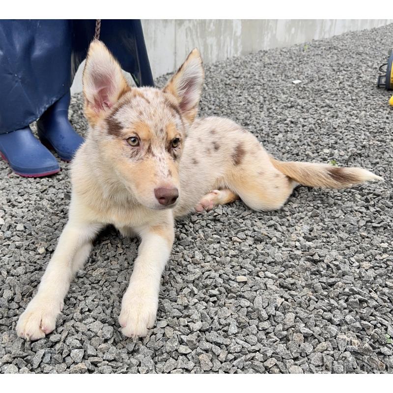 販売中の山梨県のオゥスキー:オーストラリアンシェパード×ハスキー-381503の2枚目