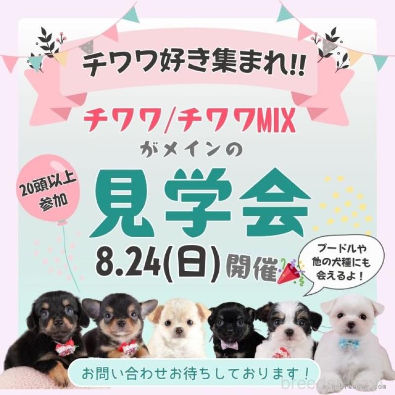 販売中の神奈川県のマルプー:マルチーズ×トイプードル-406471の8枚目