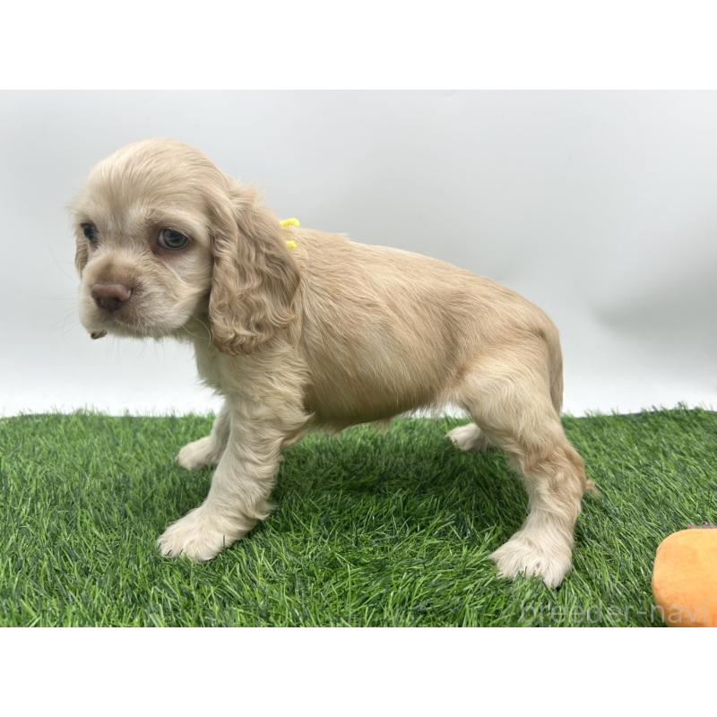 成約済の愛知県のアメリカンコッカースパニエル-405735の3枚目