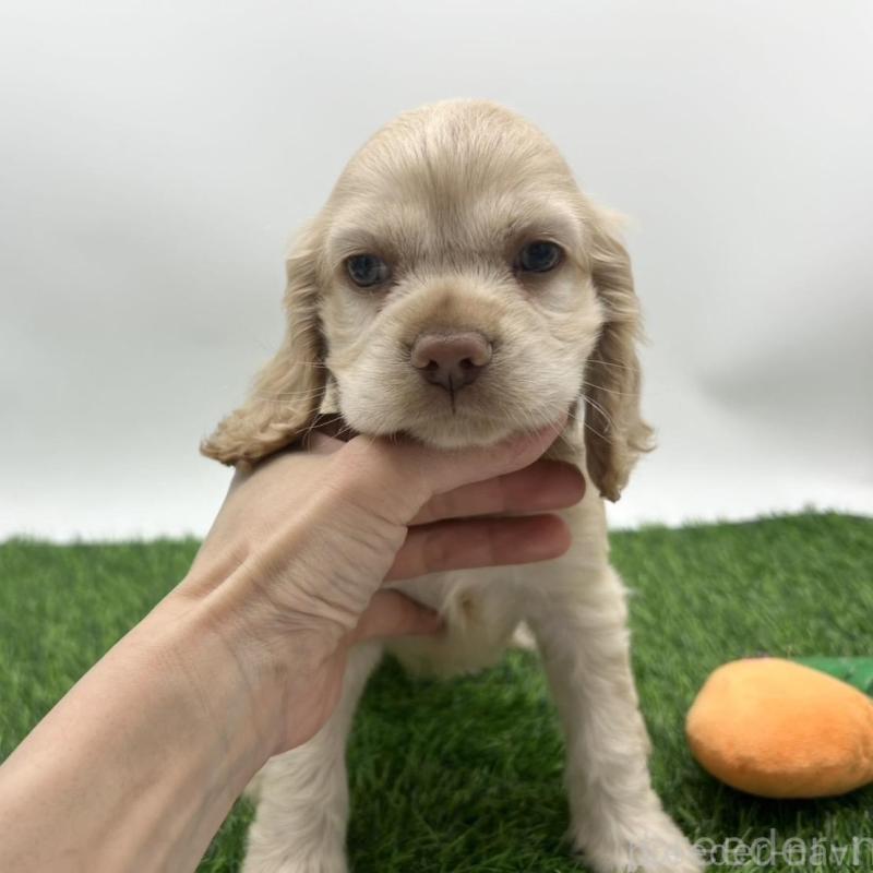 成約済の愛知県のアメリカンコッカースパニエル-405735