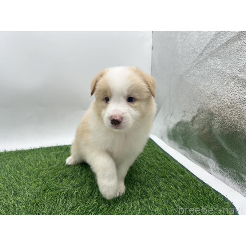 成約済の愛知県のボーダーコリー-405170の5枚目