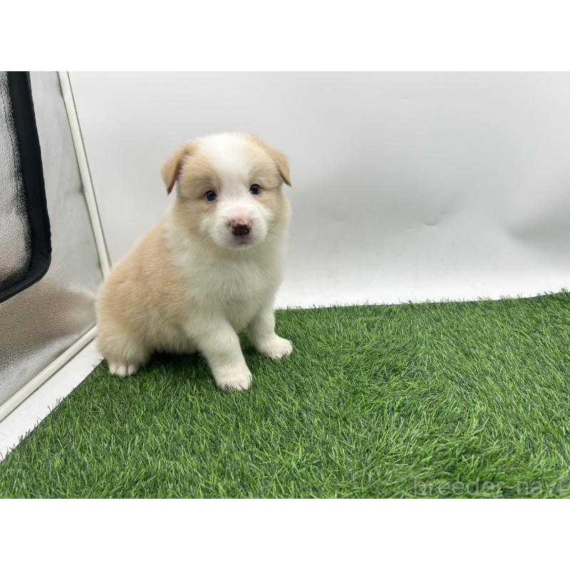 成約済の愛知県のボーダーコリー-405170の4枚目