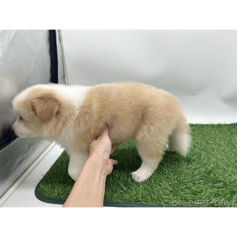 成約済の愛知県のボーダーコリー-405170の3枚目