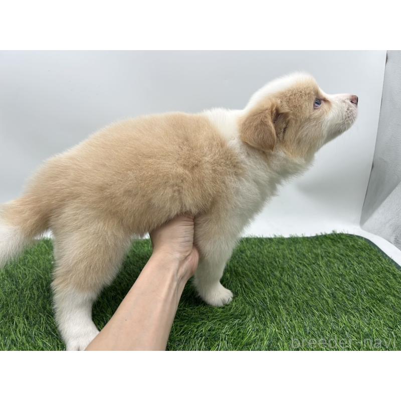 成約済の愛知県のボーダーコリー-405170の2枚目