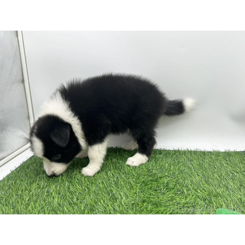 成約済の愛知県のボーダーコリー-405169の5枚目