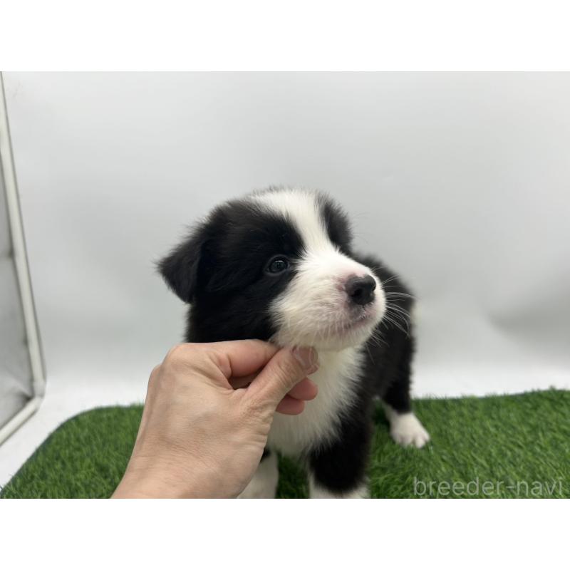 成約済の愛知県のボーダーコリー-405169の4枚目