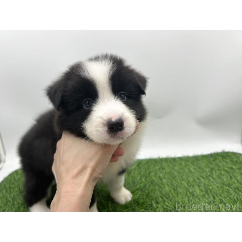 成約済の愛知県のボーダーコリー-405169の3枚目