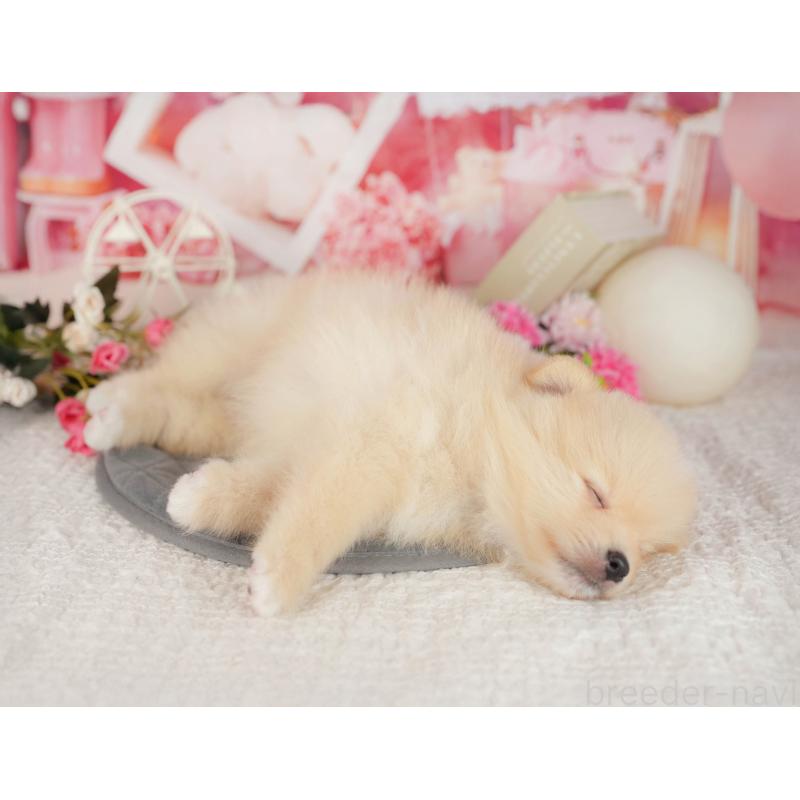 販売中の千葉県のポメラニアン-406491の4枚目