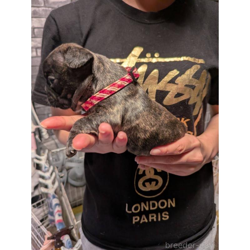 販売中の京都府のフレンチブルドッグ-406493の2枚目