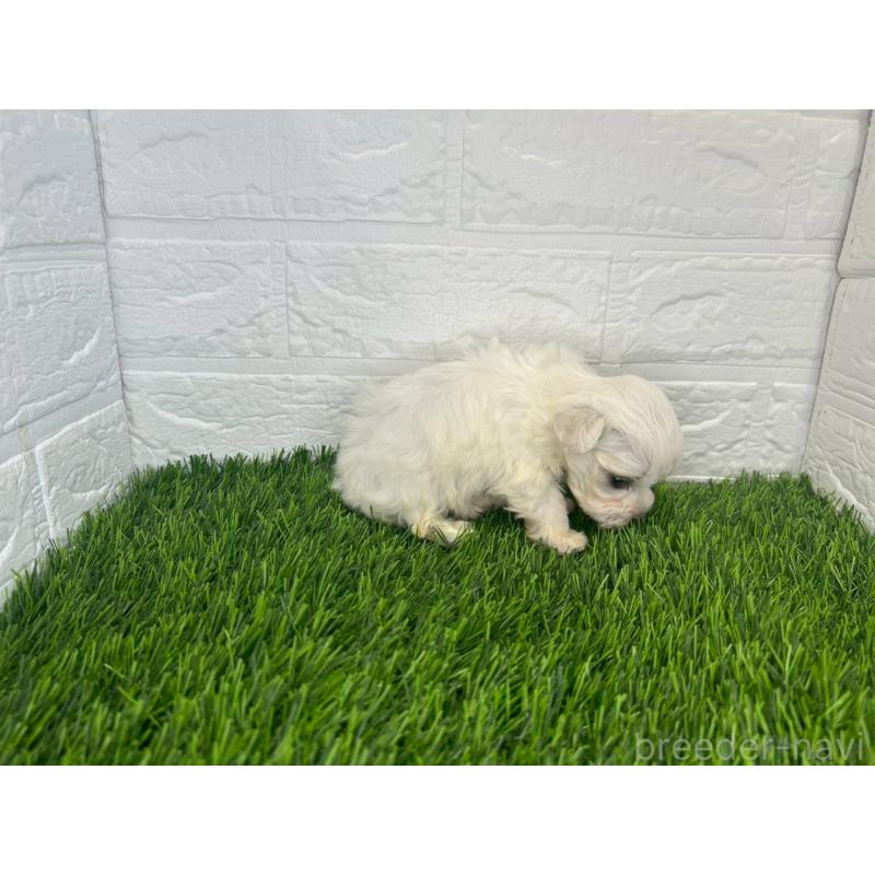 販売中の茨城県のマルチーズ-406501の7枚目