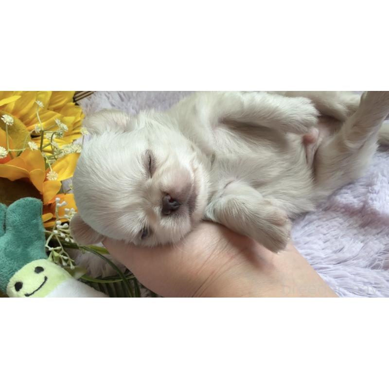 販売中の埼玉県のミックス犬-406503の15枚目