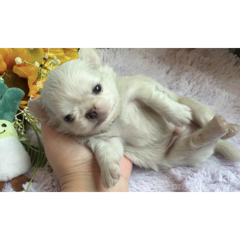 販売中の埼玉県のミックス犬-406503の14枚目
