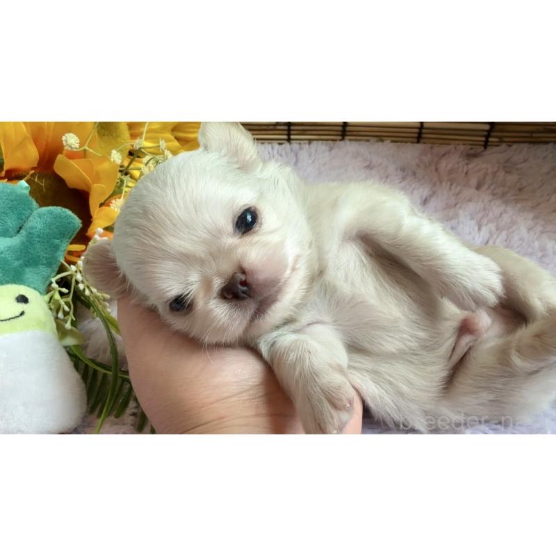 販売中の埼玉県のミックス犬-406503の13枚目