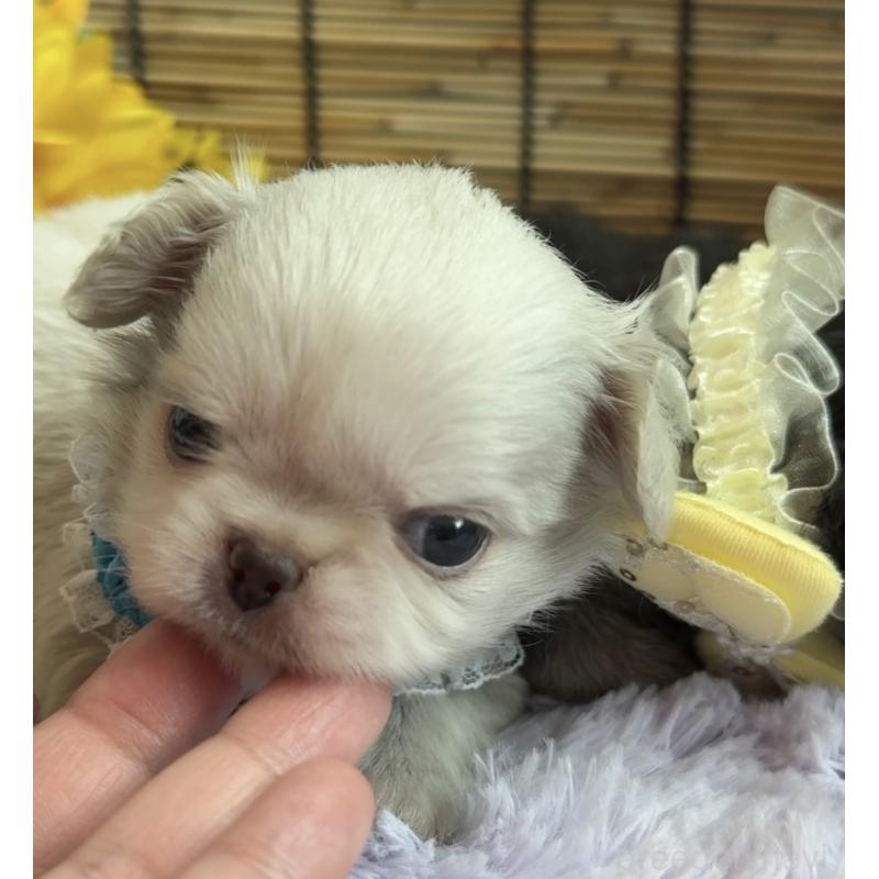 販売中の埼玉県のミックス犬-406503の11枚目