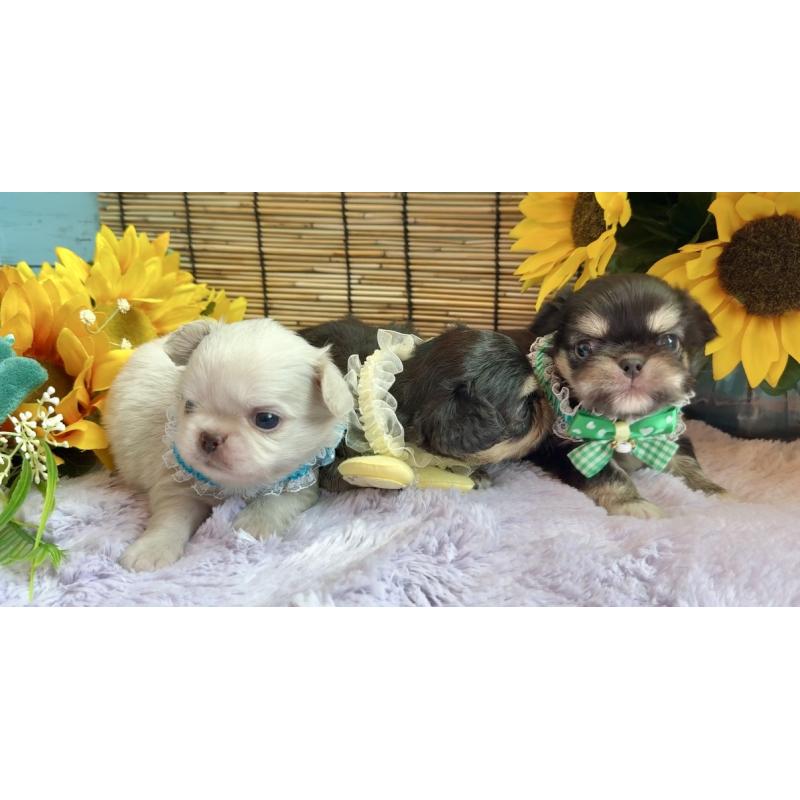販売中の埼玉県のミックス犬-406503の12枚目