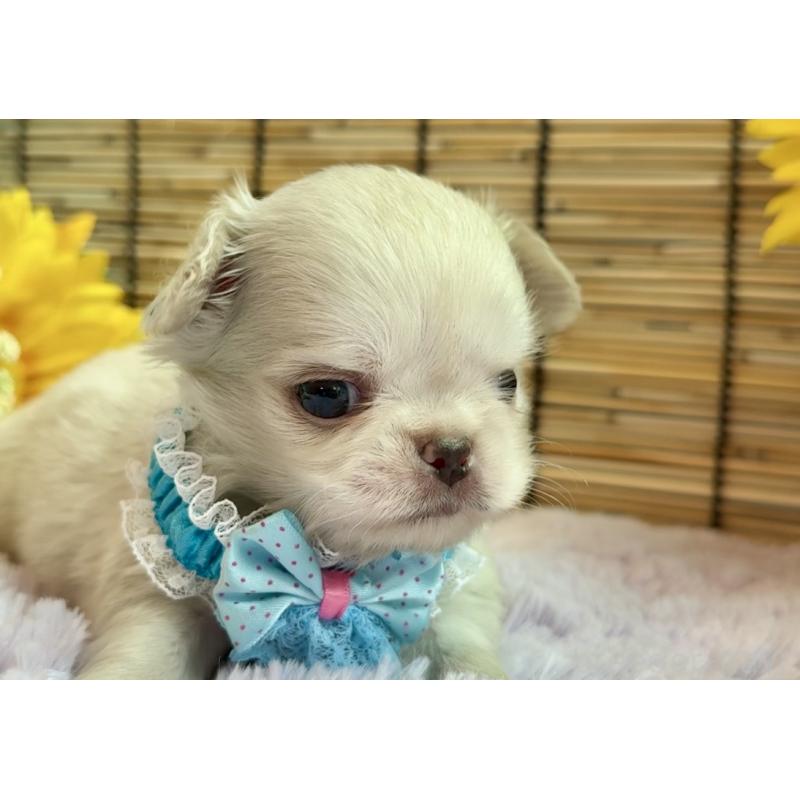 販売中の埼玉県のミックス犬-406503の10枚目