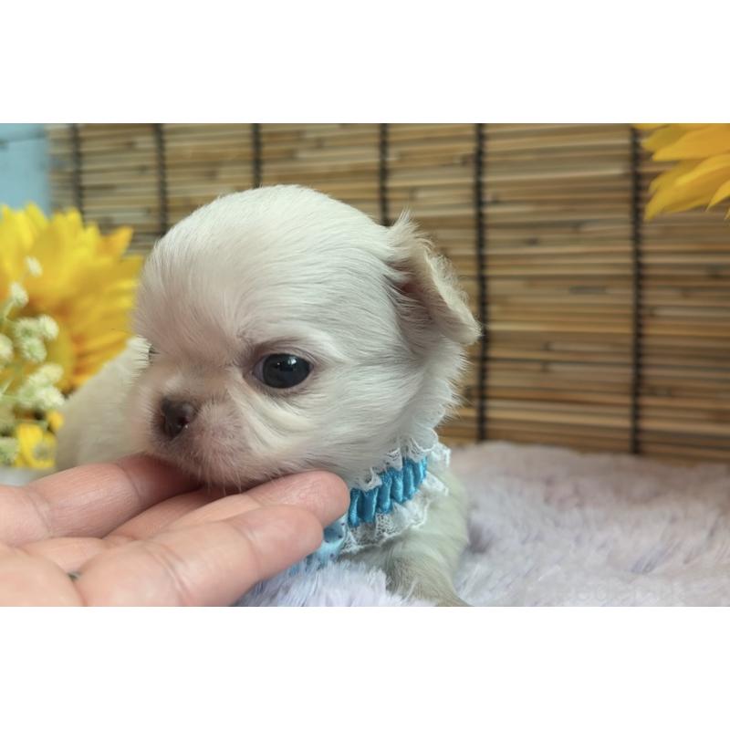 販売中の埼玉県のミックス犬-406503の9枚目