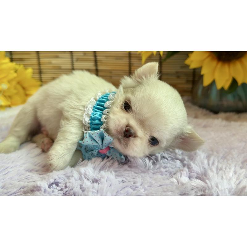 販売中の埼玉県のミックス犬-406503の6枚目