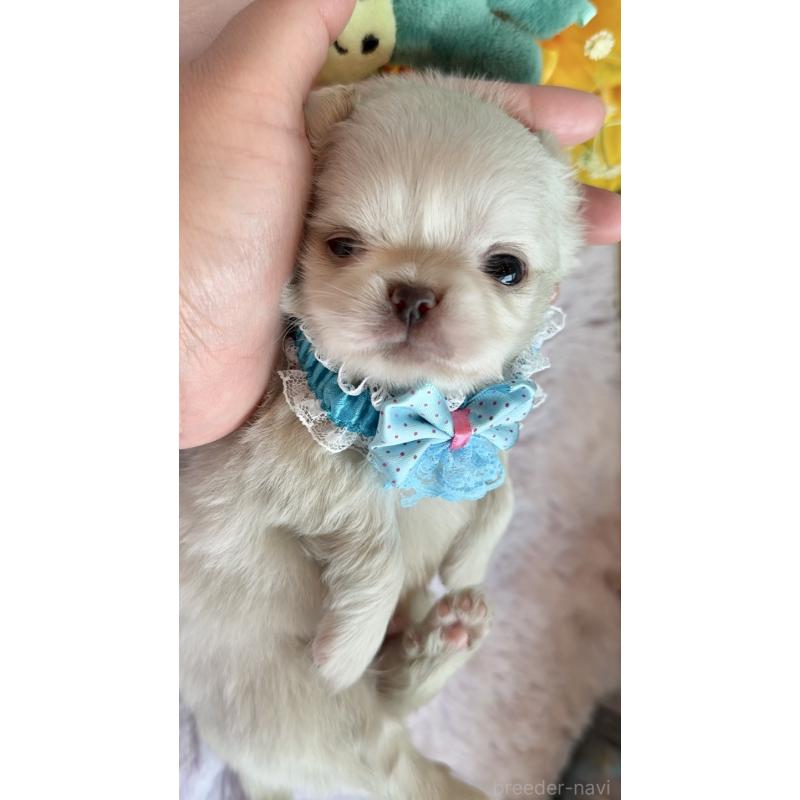 販売中の埼玉県のミックス犬-406503の5枚目
