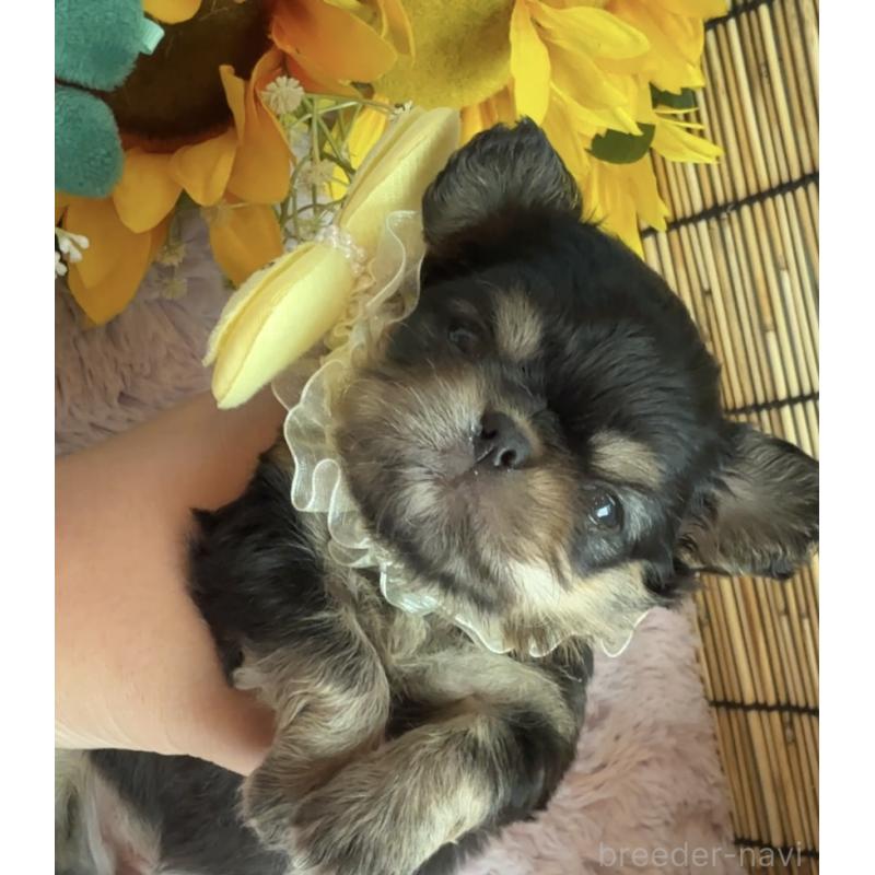 販売中の埼玉県のミックス犬-406504の9枚目