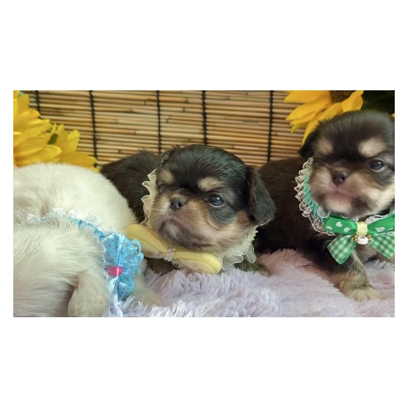 販売中の埼玉県のミックス犬-406504の8枚目