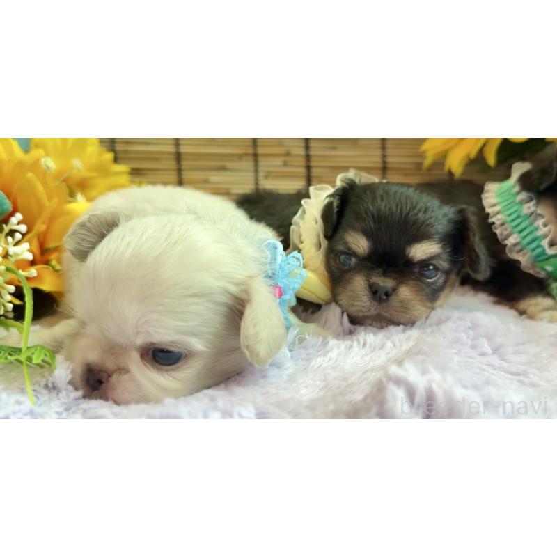 販売中の埼玉県のミックス犬-406504の6枚目