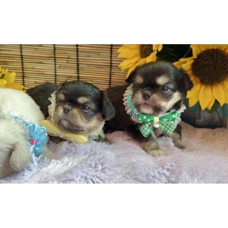 販売中の埼玉県のミックス犬-406504の4枚目