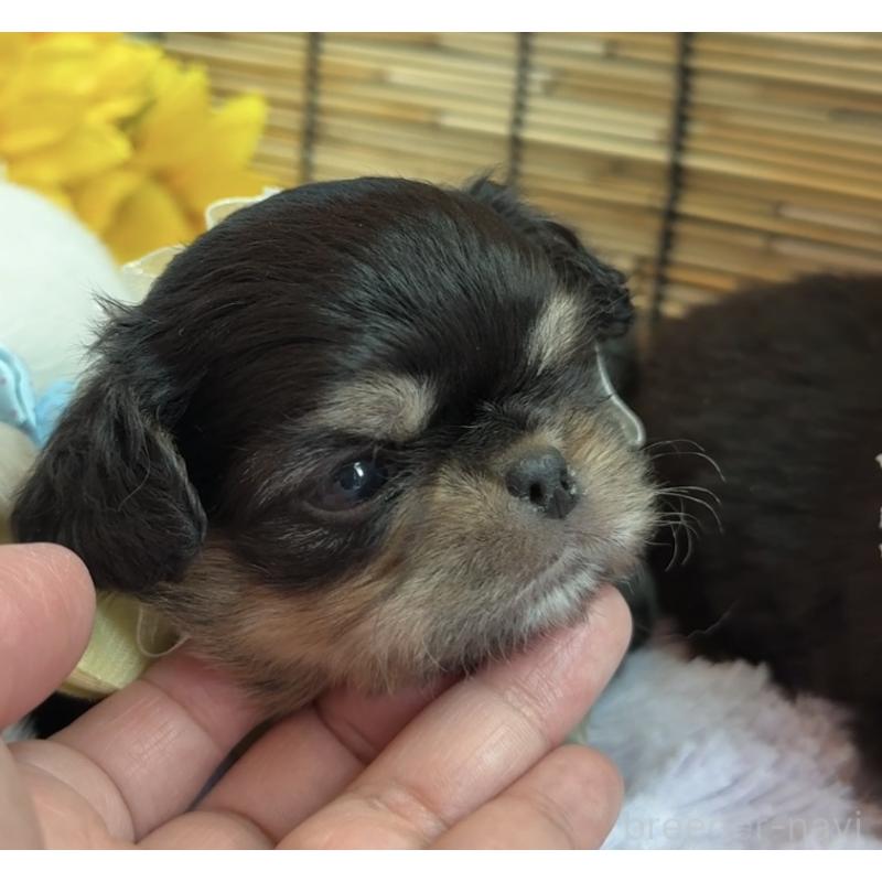 販売中の埼玉県のミックス犬-406504の2枚目