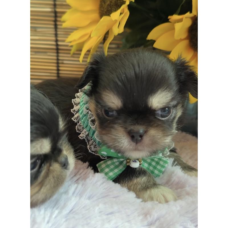 販売中の埼玉県のミックス犬-406505の18枚目
