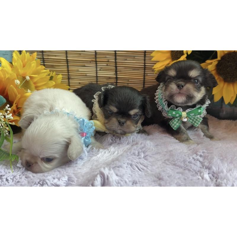販売中の埼玉県のミックス犬-406505の16枚目