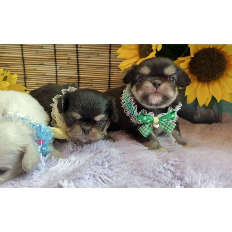 販売中の埼玉県のミックス犬-406505の14枚目
