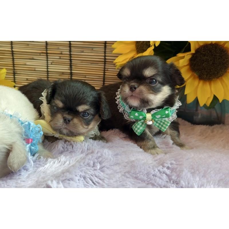 販売中の埼玉県のミックス犬-406505の13枚目
